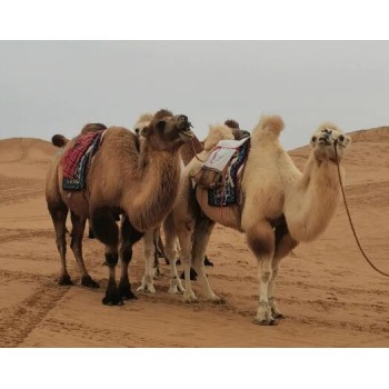合肥骆驼多少钱一匹,动物园骆驼养殖
