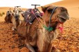 莆田骆驼多少钱一匹,动物园骆驼养殖
