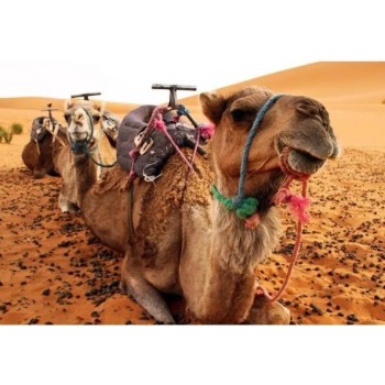 唐山哪里有卖骆驼的