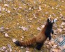 唐山家養(yǎng)浣熊多少錢一只