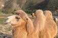 淮南骆驼多少钱一匹,动物园骆驼养殖