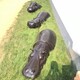 曲陽創(chuàng)意玻璃鋼河馬雕塑加工定制,仿真動物雕塑產(chǎn)品圖