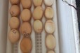 新疆养鸡场评估流程农村合作社养鸡场评估