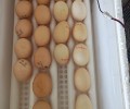 广东养鸡场评估流程，农村合作社养鸡场评估