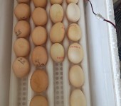 农村合作社养鸡场评估,陕西养鸡场评估标准
