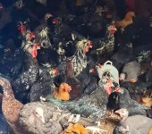 农村合作社养鸡场评估,陕西养鸡场评估流程