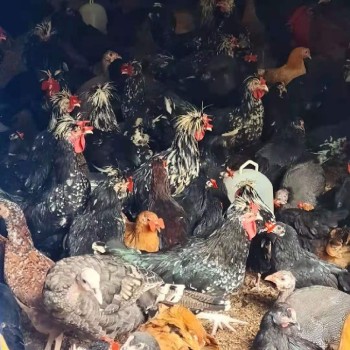 河北养鸡场评估流程，黑山鸡价格评估