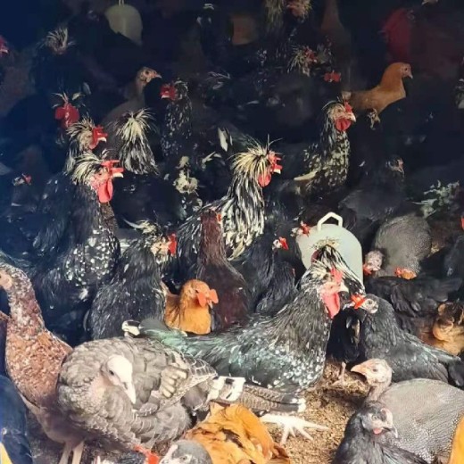 安徽养鸡场评估流程小黄鸡价格评估