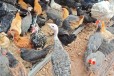 浙江养鸡场评估流程黑山鸡价格评估