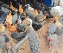 黑龙江养鸡场评估标准农村土鸡养殖场评估图片