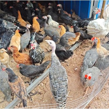 农村土鸡养殖场评估,福建养鸡场评估标准