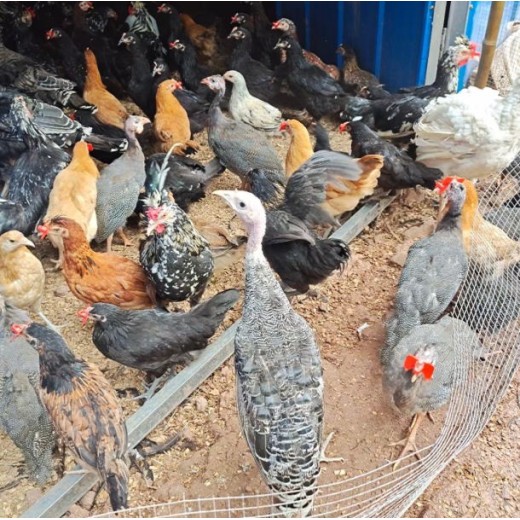 小黄鸡价格评估山东养鸡场评估费用