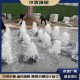 黔江广场旱地喷泉（音乐喷泉公司）产品图