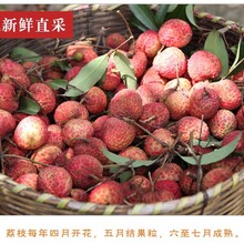 惠州銷售深圳特產經銷商圖片