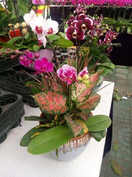 朝陽(yáng)慶典花卉租擺設(shè)計(jì)花卉出租