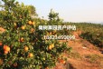 陕西果树价格评估费用丹桂盆景价格评估