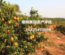 上海果树价格评估收费标准经果林价格评估图片