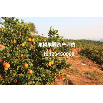 山西果树价格评估费用桃树价格评估