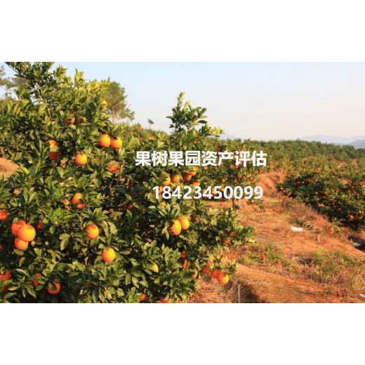 福建果树价格评估收费标准果树损失评估