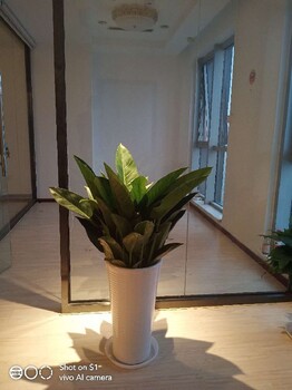 朝陽(yáng)辦公室綠植租擺多少錢(qián)一天綠植出租