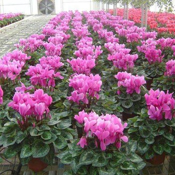 朝陽(yáng)室內(nèi)花卉租擺多少錢一天花卉租賃
