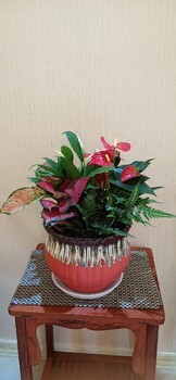 石景山活動(dòng)花卉租擺多少錢(qián)一年