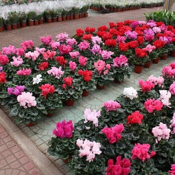 朝陽(yáng)室內(nèi)花卉租擺多少錢一天花卉租賃