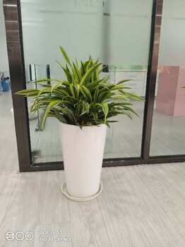 寫字樓綠植租擺方案