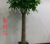 朝阳花卉盆景租摆朝阳花卉盆栽销售绿植花卉摆放