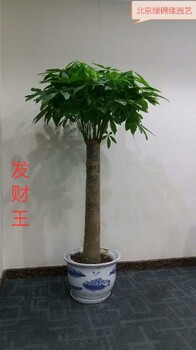 丰台区花卉绿植租摆租赁服务公司