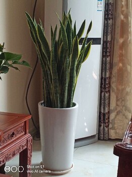 房山綠植租擺多少錢(qián)綠植出租