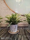 海淀室內(nèi)綠植租擺方案