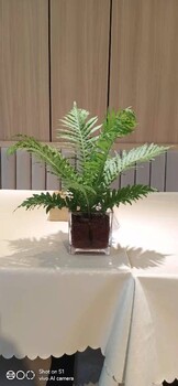 豐臺租花公司豐臺租擺綠植，豐臺花卉綠植出租服務