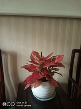 朝陽(yáng)花卉綠植租擺公司、朝陽(yáng)綠植花卉出租價(jià)格圖片