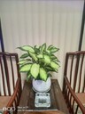 北京海淀中型綠植租擺價(jià)格表綠植出租