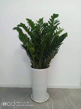 東城綠植租擺多少錢一天綠植銷售