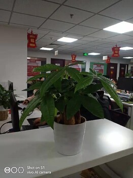 朝阳活动绿植租摆多少钱一年绿植租赁