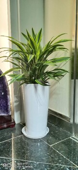 西城寫字樓綠植租擺價格