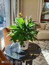 崇文室內(nèi)綠植租擺服務(wù)綠植出租