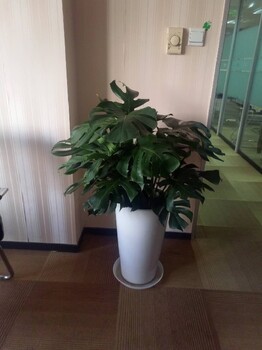 崇文綠植租擺綠植出租花卉租擺服務(wù)北京綠錦緣花卉