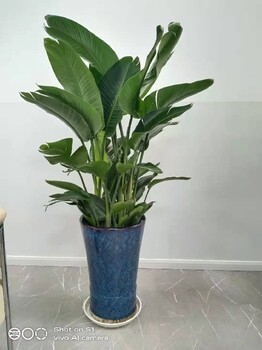 豐臺租花公司豐臺租擺綠植，豐臺花卉綠植出租服務
