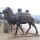 熱門(mén)玻璃鋼駱駝雕塑圖