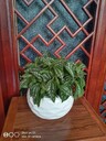 室內(nèi)綠植租擺公司綠植銷售