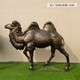 仿銅玻璃鋼駱駝雕塑圖