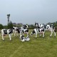 陕西奶牛雕塑图