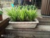 西城區花卉綠植租擺租賃出租服務，西城區花卉綠植服務