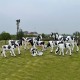 河北奶牛雕塑图