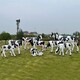 奶牛雕塑圖