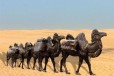 大型玻璃钢骆驼雕塑制作厂家