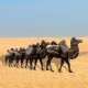 大型玻璃钢骆驼雕塑图